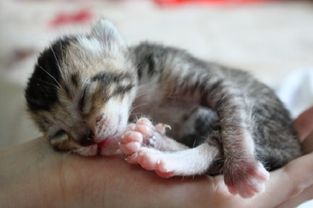 刚出生小猫多久断母乳