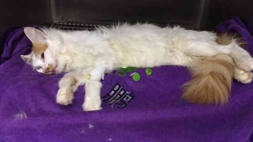 猫流产后多久恢复食欲