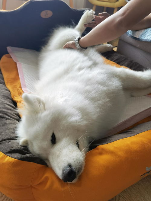 狗绝育多少天能恢复