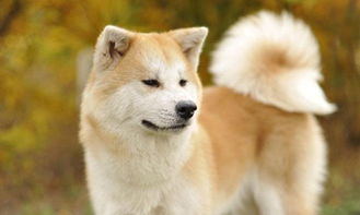 秋田犬多大退完胎毛