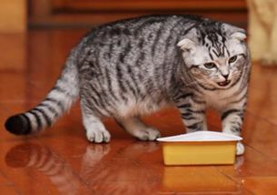 夏天猫咪不吃猫粮会怎么样