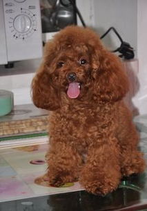 贵宾犬打针大概多少钱