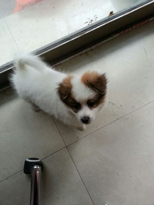 土狗几个月可以打针