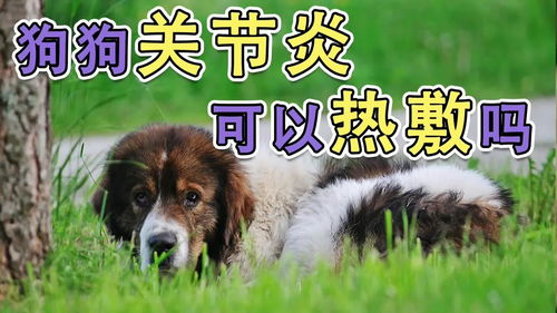 狗狗关节炎可以热敷吗