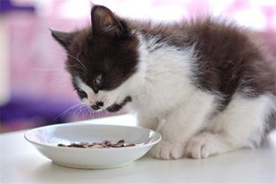 满月的猫咪吃啥