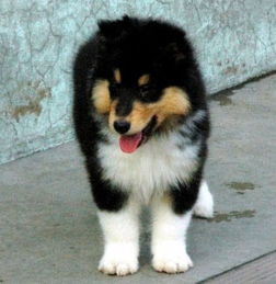 苏格兰牧羊犬哪里有卖