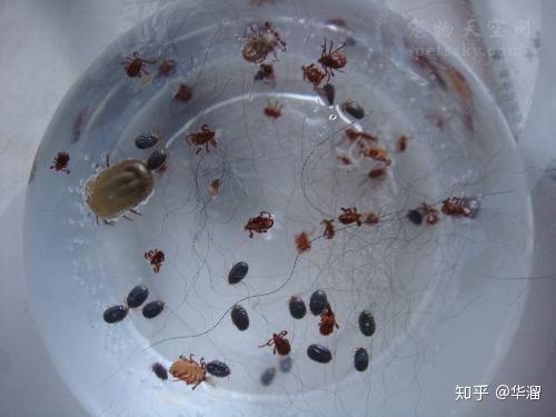 狗狗怎么避免蜱虫