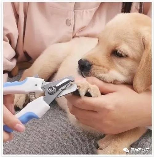 狗狗从开始刨窝多久生产