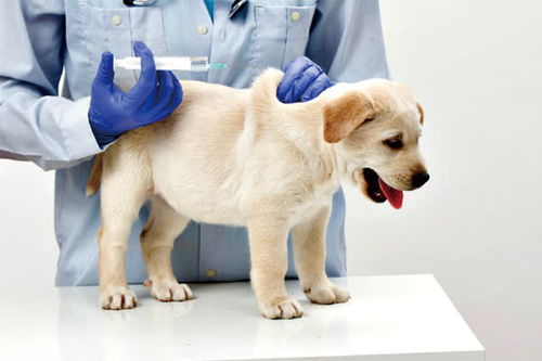 狗子疫苗打几次