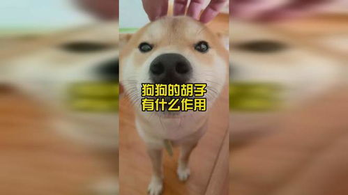 狗狗的胡须是干什么用的