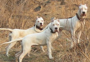 杜高犬吃什么钙片好