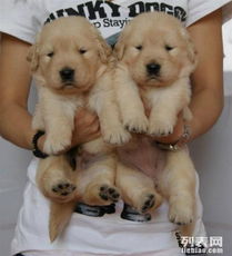 大型犬幼犬的特征