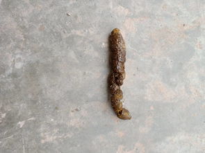 狗狗拉屎褐色拉稀