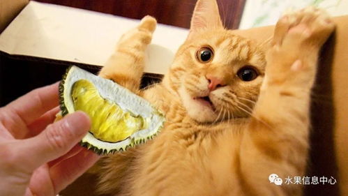 猫可以吃得水果