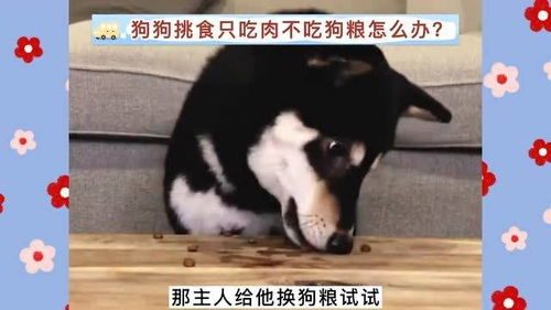 东德不吃狗粮怎么办