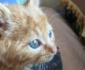 猫一般几个月大的时候体内驱虫