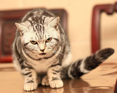 狸花猫都有什么花色