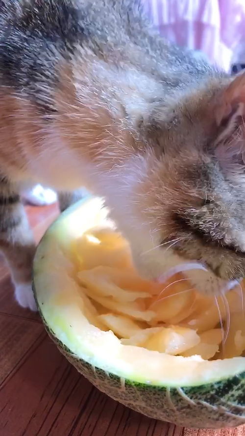 猫喜欢吃的水果和蔬菜