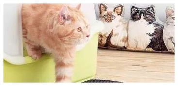 猫拉粑粑拉在外面还是里面