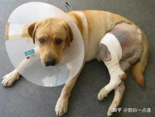 狗狗盆骨骨折保守治疗案例
