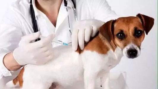 狗狗打完疫苗呕吐抽搐死了