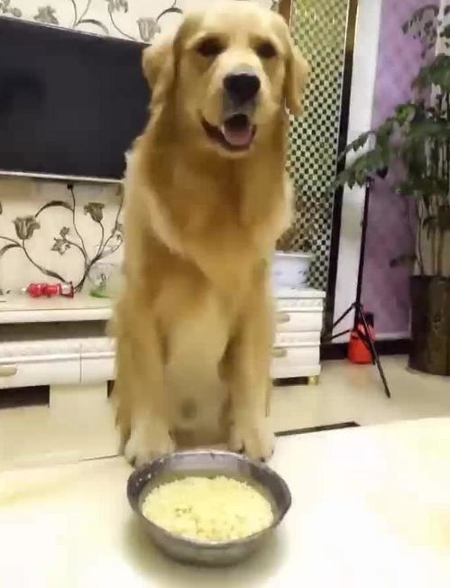 狗狗孕期可以吃生鸡蛋吗