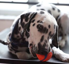 没有体味的中大型犬