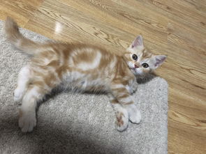 两个月大猫体重