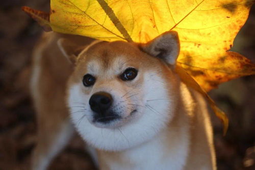 柴犬需要准备什么