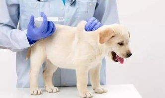 狗用不用打狂犬疫苗