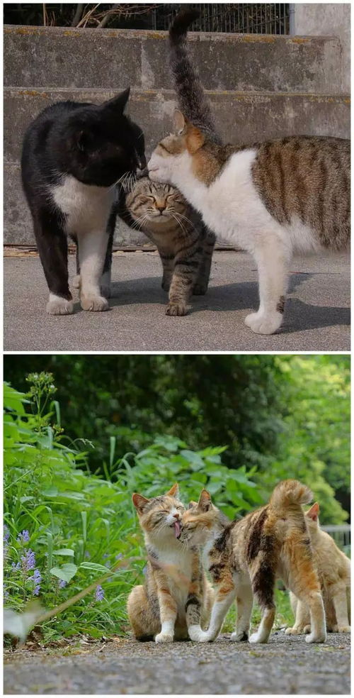 猫换完猫粮没精神