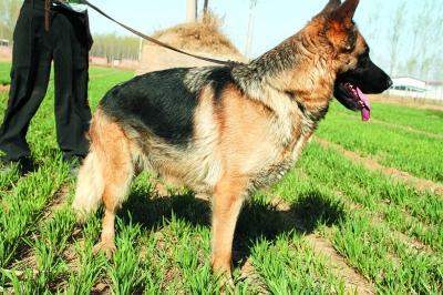 宠物犬多长时间打疫苗