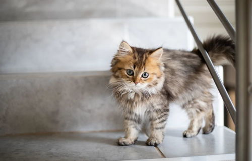 猫会控制自己的饮食吗