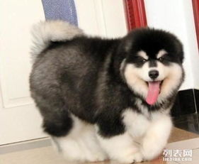 阿拉斯加犬是哪里的