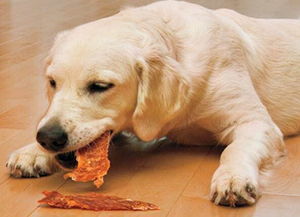 狗狗都吃什么零食