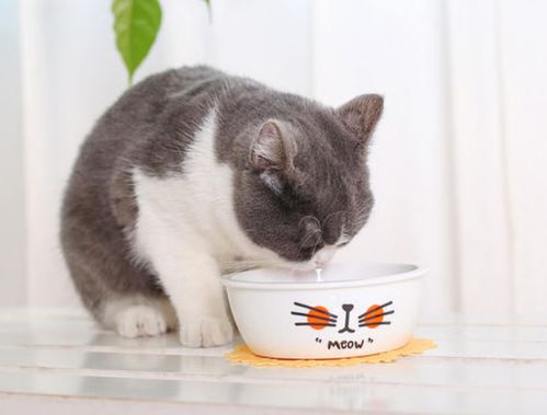 家猫吃什么猫粮比较好