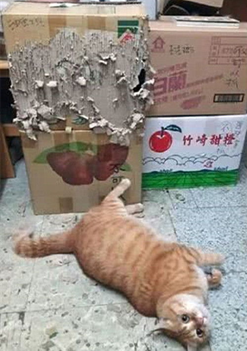 猫多久不认得主人