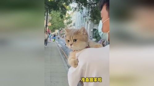 什么猫能带出门