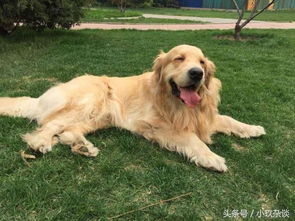 不爱叫的犬类排行榜