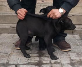 黑色犬类品种大全