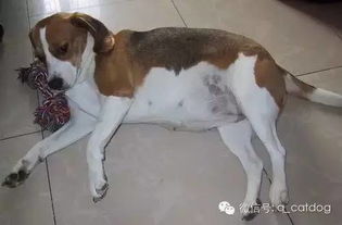 咋样知道狗狗怀孕了没有 怀里多久