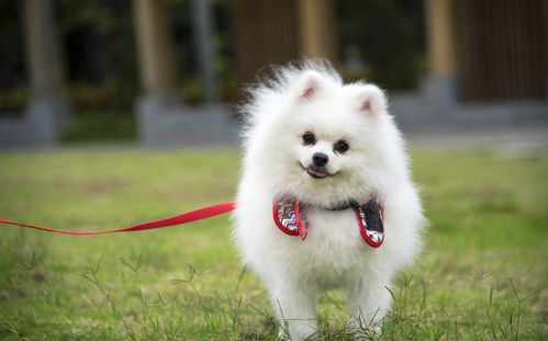 狗关节积液怎么回事