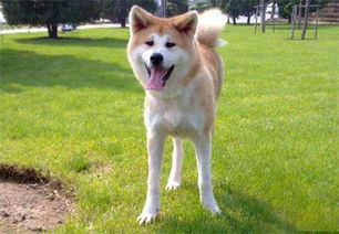 秋田犬一天遛几次