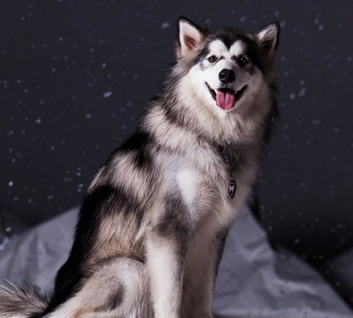 阿拉斯加幼犬一直叫