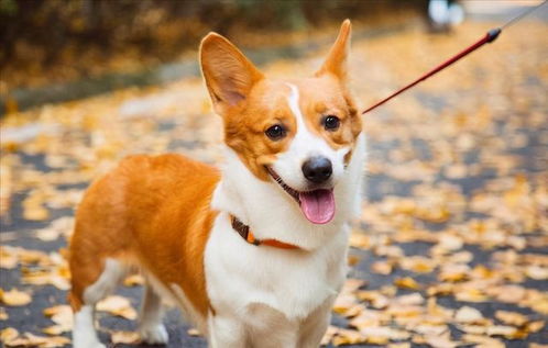 柯基犬体重标准是多少
