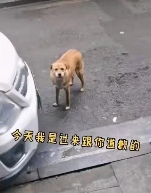 狗狗绝育后多久恢复正常