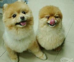 博美犬造型种类
