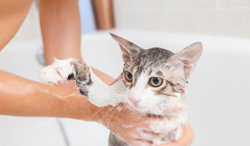 如何让猫咪愿意洗澡