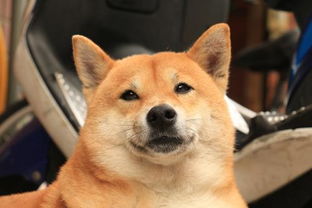 生鸡蛋可以给幼犬吃吗