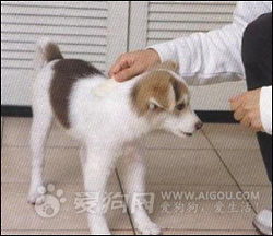狗狗必备生活用品